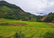 រដូវមាសនៅជុំវិញកំពូលភ្នំ Ngoc Linh