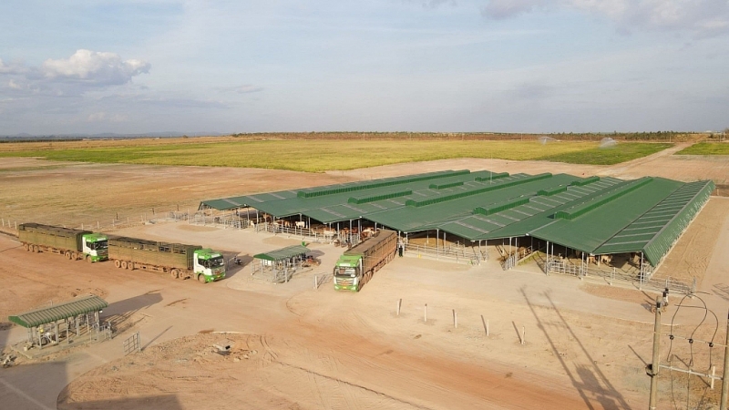 សត្វគោជាង១ពាន់ក្បាល ពីកសិដ្ឋាន La puch (Gia Lai) ត្រូវបានដឹកជញ្ជូនទៅកាន់ មជ្ឈមណ្ឌលគួនមុំ (កម្ពុជា) សត្វគោជាង១ពាន់ក្បាល ពីកសិដ្ឋាន La puch (Gia Lai) ត្រូវបានដឹកជញ្ជូនទៅកាន់ មជ្ឈមណ្ឌលគួនមុំ (កម្ពុជា)