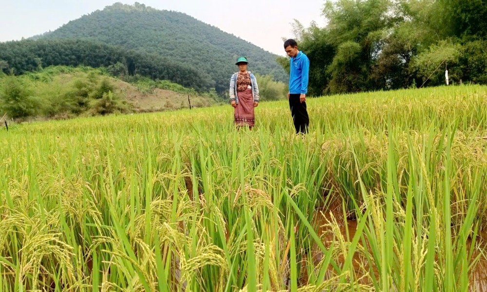 ບັກຢາງ ຊ່ວຍເຫຼືອປະຊາຊົນ ແຂວງໄຊສົມບູນ (ລາວ) ປັບປຸງລາຍຮັບຈາກອາຊີບກະສິກຳ ບັກຢາງ ຊ່ວຍເຫຼືອປະຊາຊົນ ແຂວງໄຊສົມບູນ (ລາວ) ປັບປຸງລາຍຮັບຈາກອາຊີບກະສິກຳ