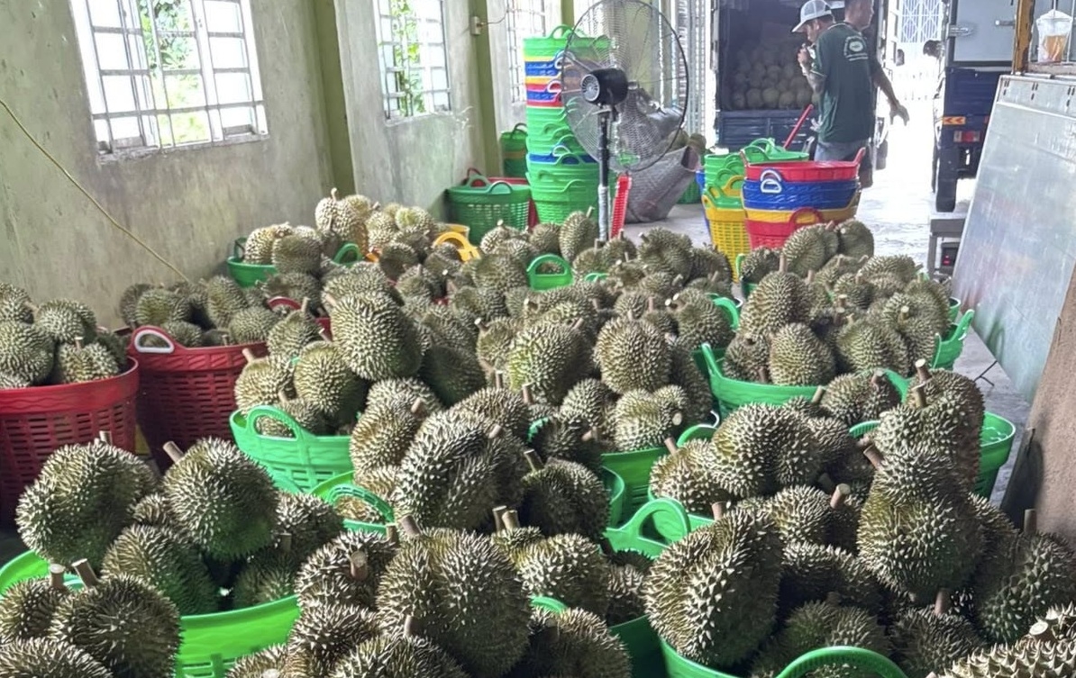 ການສົ່ງອອກຜັກແລະໝາກໄມ້ ບັນລຸເຖິງ 8,5 ຕື້ໂດລາສະຫະລັດໃນປີ 2025, ເຊິ່ງສູງທີ່ສຸດໃນປີ 2025. ການສົ່ງອອກຜັກແລະໝາກໄມ້ ບັນລຸເຖິງ 8,5 ຕື້ໂດລາສະຫະລັດໃນປີ 2025, ເຊິ່ງສູງທີ່ສຸດໃນປີ 2025.
