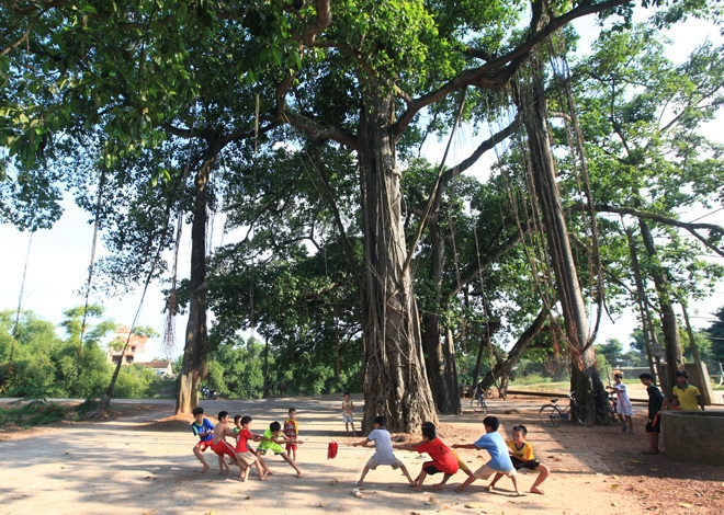 Cây đa cổ thụ 500 năm tuổi, phủ bóng vài trăm mét tại Hà Nội cay da co thu 500 nam tuoi phu bong vai tram met tai ha noi