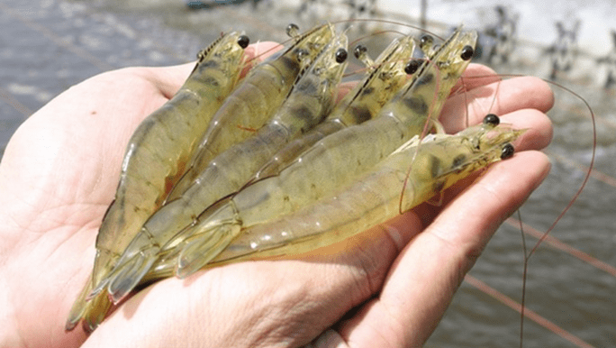 Vietnamese researcher successfully uses shrimp, crab shells to remove antibiotics from water 3647-vietnamese-researcher-uses-crabs-and-shrimps-shells-to-remove-antibiotics-in-water