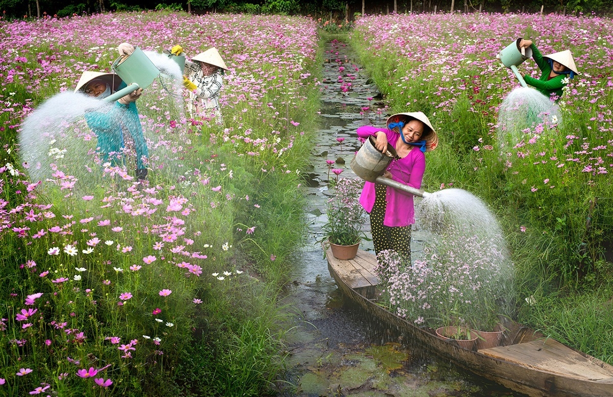 Ảnh "Mùa hoa súng" chụp ở chùa Hương đạt giải nhất cuộc thi quốc tế anh mua hoa sung chup o chua huong dat giai nhat cuoc thi quoc te