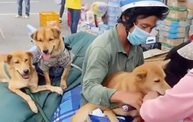 Vietnam's Pet Lovers React to the Ca Mau Killings Vietnam's Pet Lovers React to the Ca Mau Killings