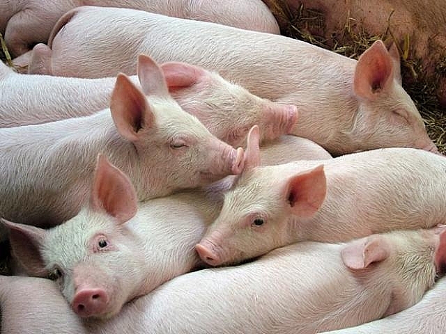 Tin tức 24h nóng nhất, mới nhất ngày hôm nay 9/3/2019 tin nong ngay 93 gia thit heo tiep tuc giam tphcm se co trung tam bao chi