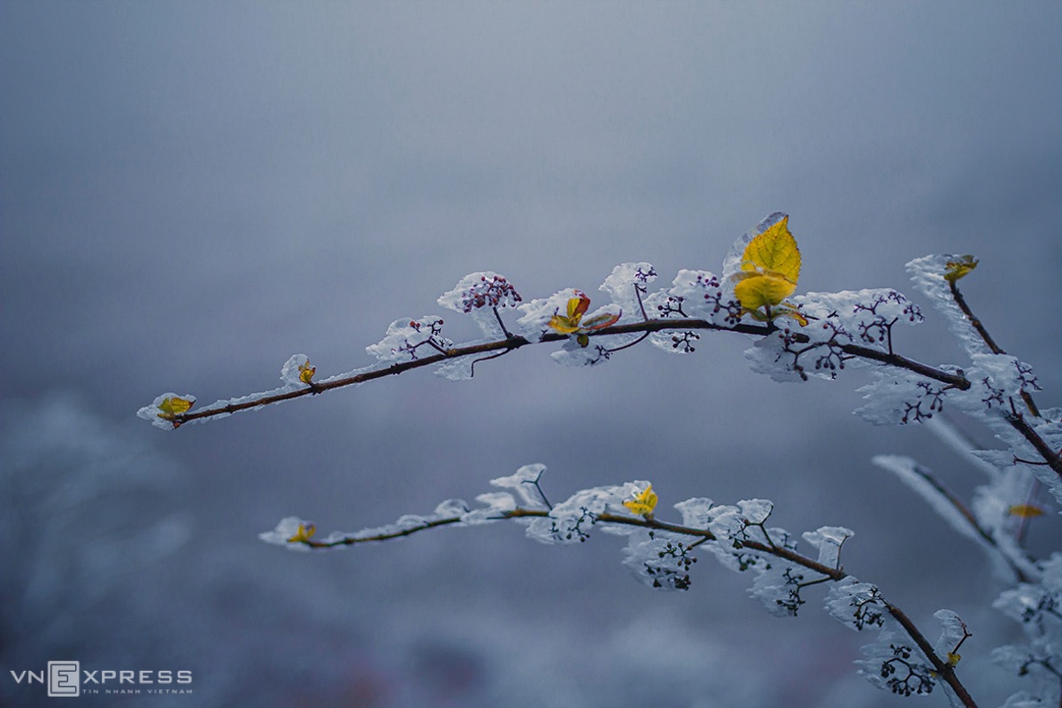 Frost gives Vietnam's northern provinces a new look Tree branches and grass in Mau Son are all covered in thick layer of ice. It was freezing cold, strong winds and small rain (Photo: VNE)