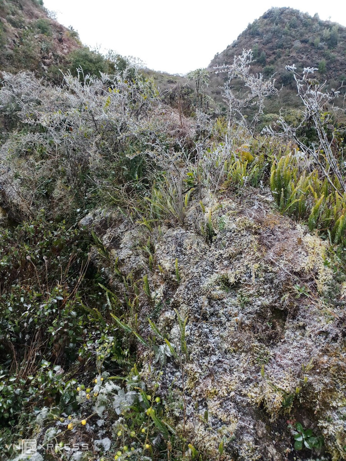 Frost gives Vietnam's northern provinces a new look Ha Giang was frozen in Xin Cai commune, Meo Vac district and Dong Van district when the temperature dropped to one degree C.