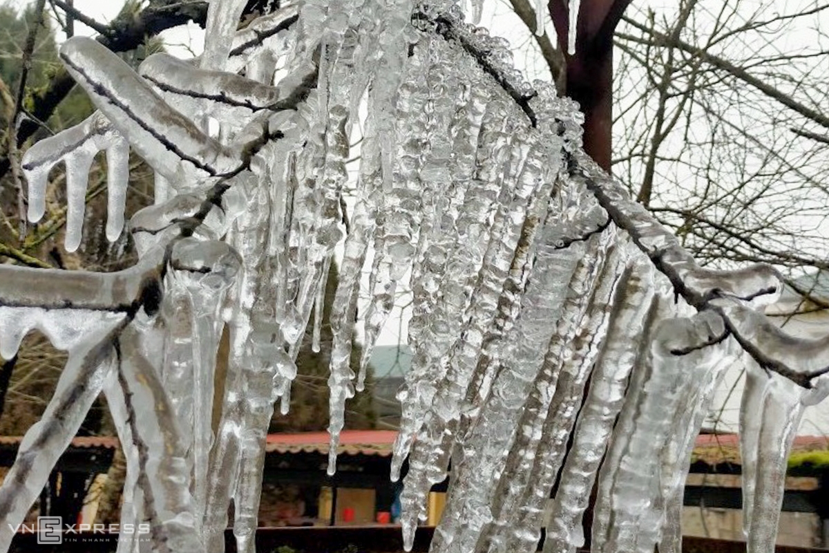 Frost gives Vietnam's northern provinces a new look Rain water is frozen into frost in Xin Cai commune, Meo Vac district, giving the plants a strange, yet interesting look (Photo: VNE)