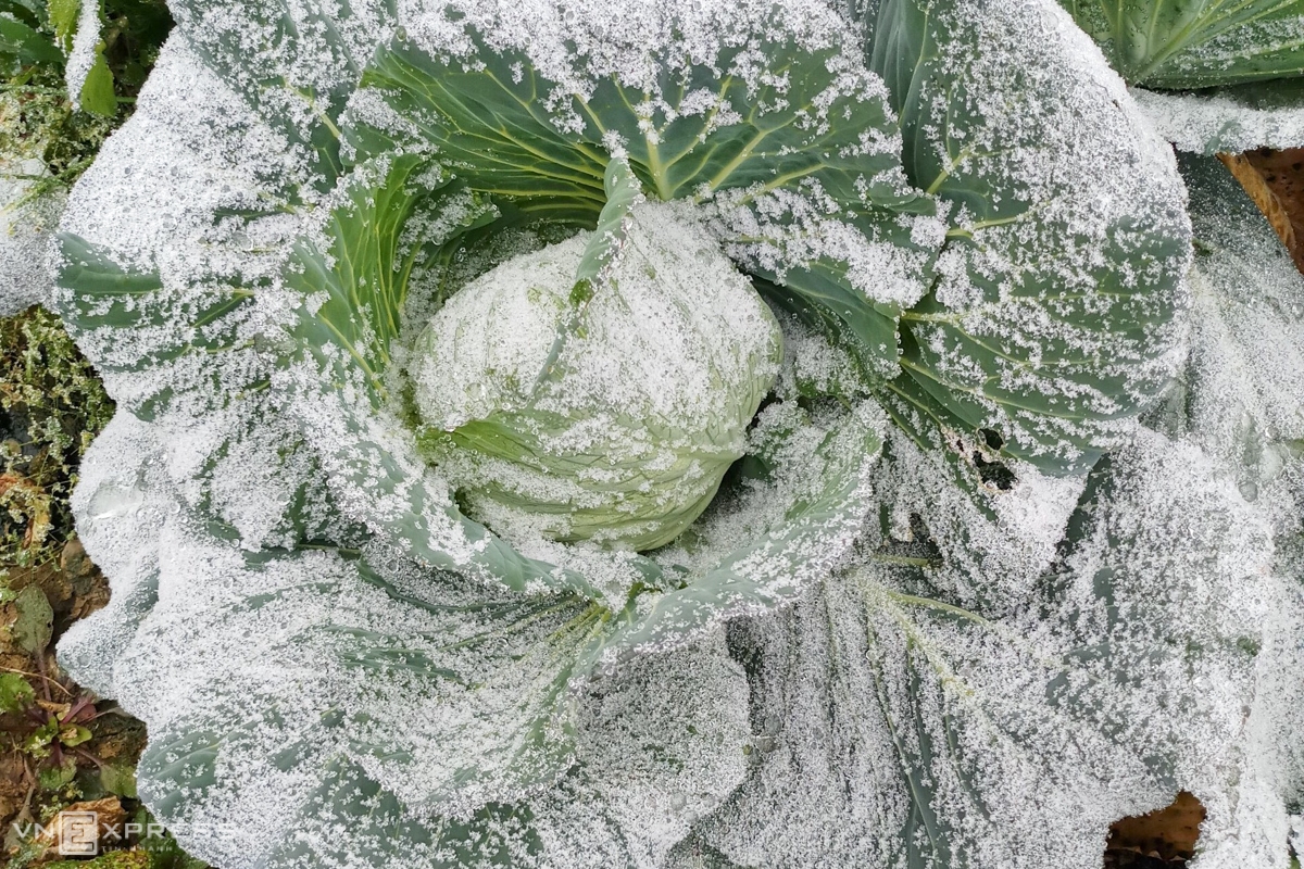 Frost gives Vietnam's northern provinces a new look The frost could damage local's crops (Photo: VNE)