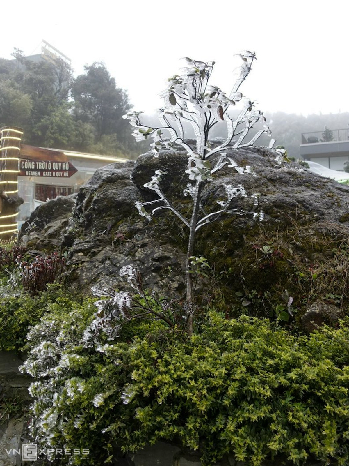 Frost gives Vietnam's northern provinces a new look A tall tree turns white as it covered in frost (Photo: VNE)