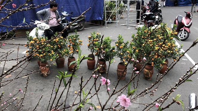 Bustling joys in Hanoi's oldest Tet flower market Bustling joys in Hanoi's oldest Tet flower market