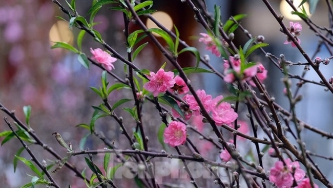 Bustling joys in Hanoi's oldest Tet flower market