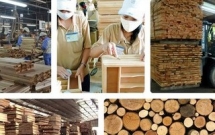 covid 19 fallout reverberates around vietnams wood industry