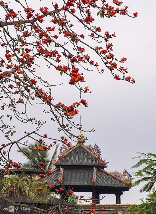 Scarlet flowers colors the dreamy Hue scarlet flowers colors the dreamy hue
