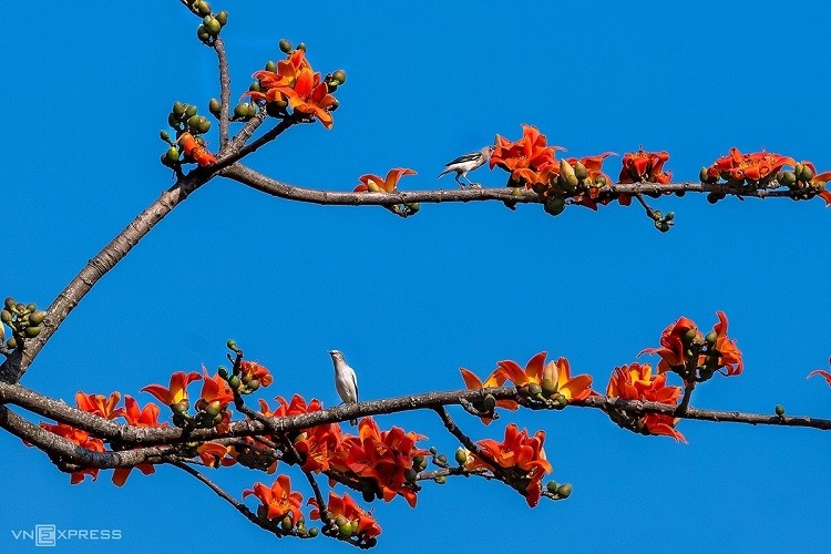 Scarlet flowers colors the dreamy Hue scarlet flowers colors the dreamy hue