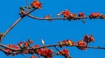 peach flowers turns northern vietnam mountain a pink carpet