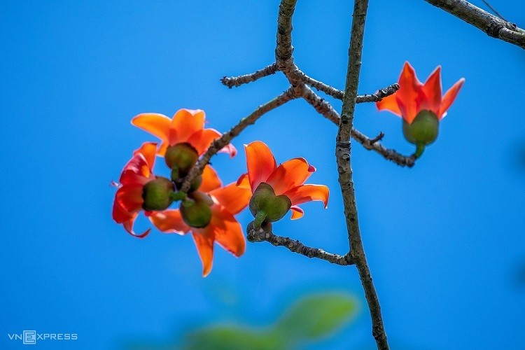 Scarlet flowers colors the dreamy Hue scarlet flowers colors the dreamy hue