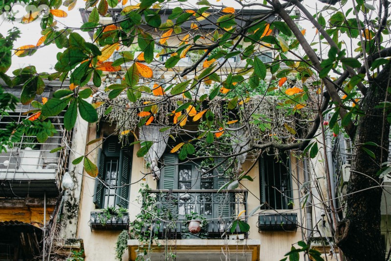 Gorgeous Hanoi in deciduous season gorgeous hanoi in deciduous season