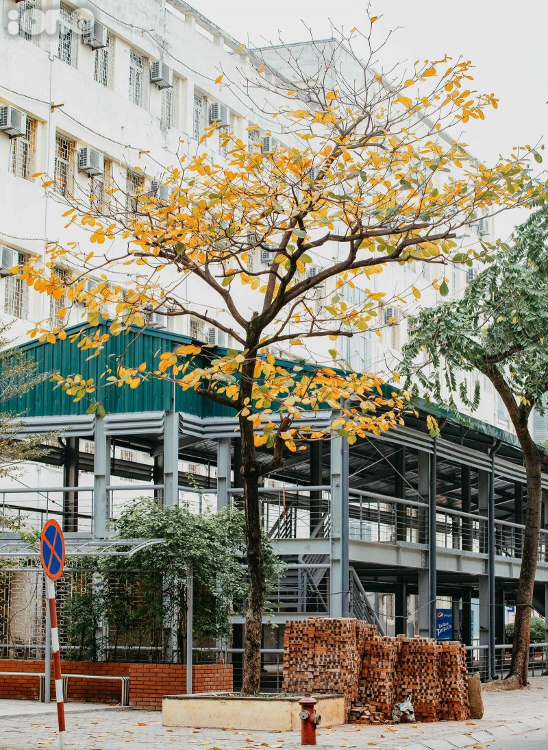 Gorgeous Hanoi in deciduous season gorgeous hanoi in deciduous season