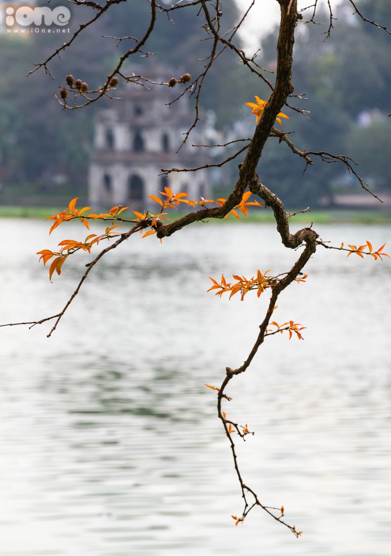 Gorgeous Hanoi in deciduous season gorgeous hanoi in deciduous season