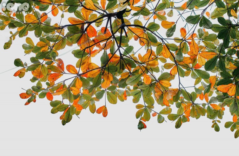 Gorgeous Hanoi in deciduous season gorgeous hanoi in deciduous season