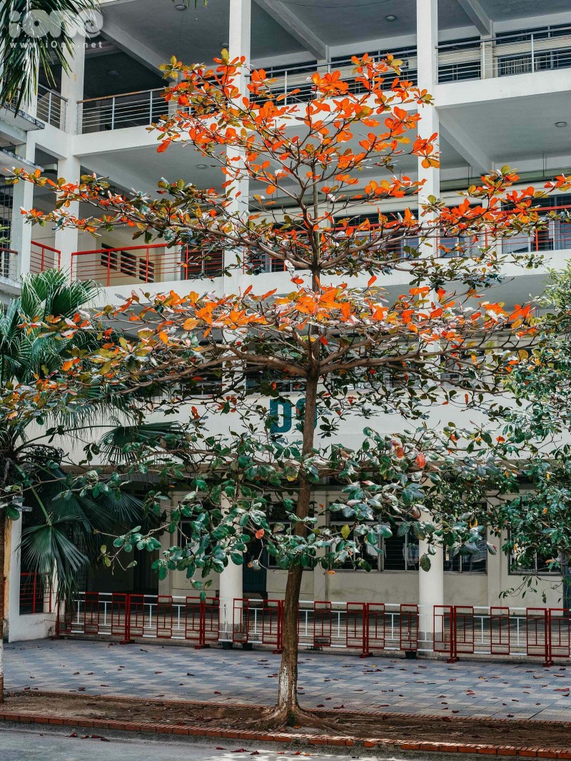 Gorgeous Hanoi in deciduous season gorgeous hanoi in deciduous season