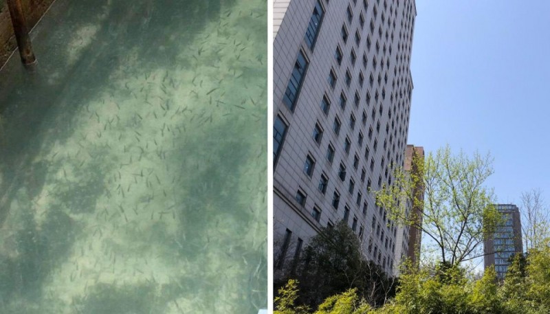 environmental improvement the silver lining amidst covid 19 outbreak