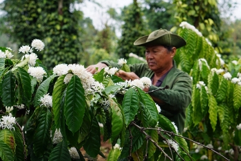 the gorgeousness of coffee flowers under the eyes local photographer