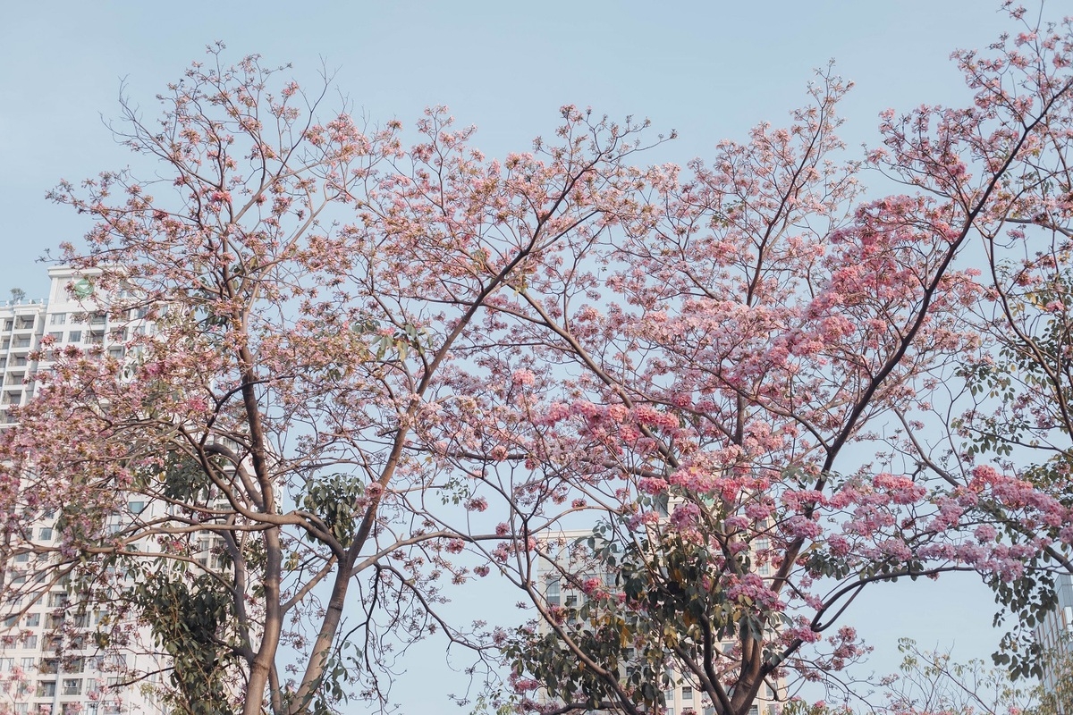 Impressive flower photo collection across Vietnam from a fresh photographer Impressive flower photo collection across Vietnam from a fresh photographer