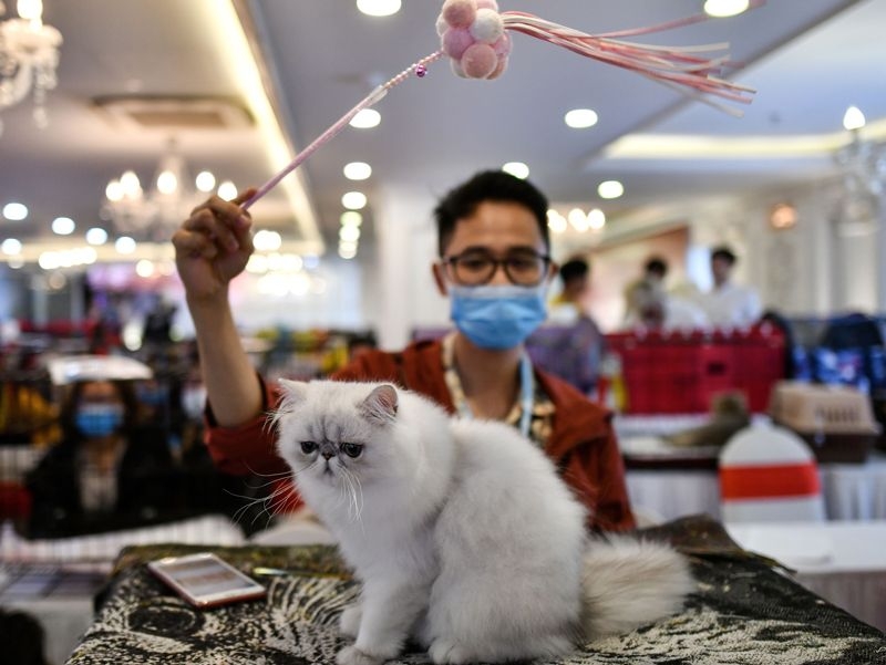 Cats can contract the novel coronavirus cats can contract the novel coronavirus