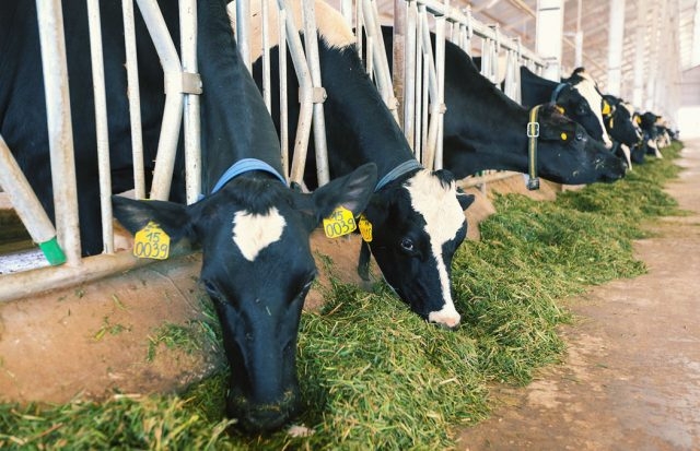 Shares in Vietnam’s dairy giant Vinamilk soar by 4 percent after trip to China shares in vietnams dairy giant vinamilk soar by 4 percent after trip to china