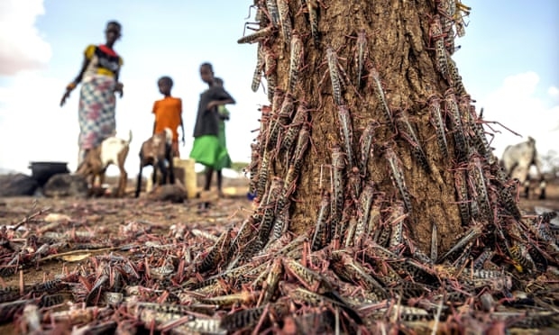 East Africa braces for worst locust swarms in 7 decades east africa braces for worst locusts swarm in 7 decades