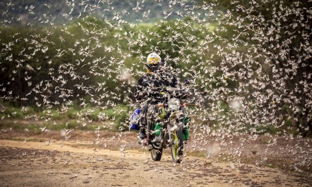 East Africa braces for worst locust swarms in 7 decades east africa braces for worst locusts swarm in 7 decades
