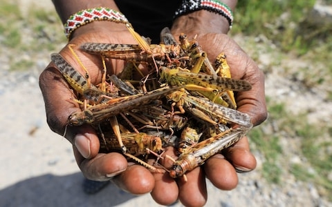 East Africa braces for worst locust swarms in 7 decades east africa braces for worst locusts swarm in 7 decades