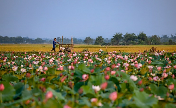 Lotus flowers color the charming Hue lotus flowers color the charming hue