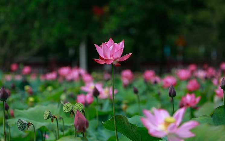 Lotus flowers color the charming Hue lotus flowers color the charming hue