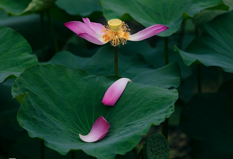 Lotus flowers color the charming Hue lotus flowers color the charming hue