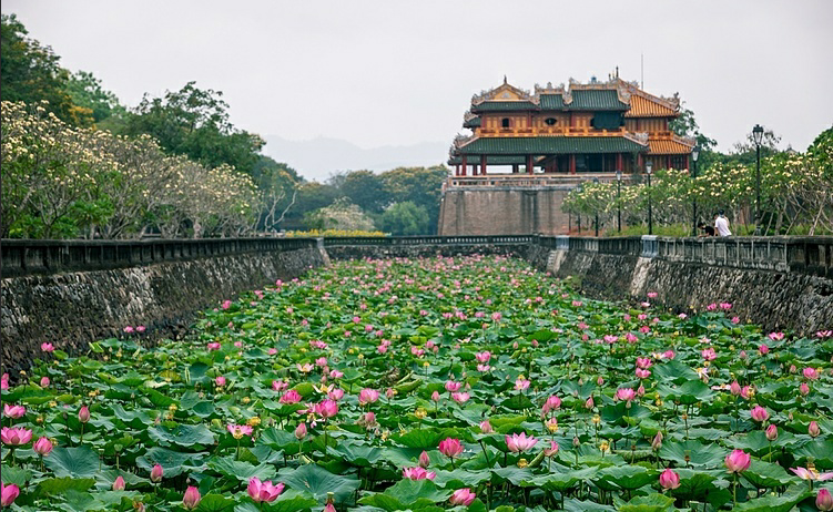 Lotus flowers color the charming Hue lotus flowers color the charming hue