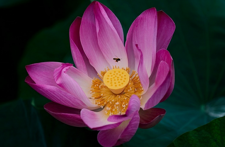 Lotus flowers color the charming Hue lotus flowers color the charming hue