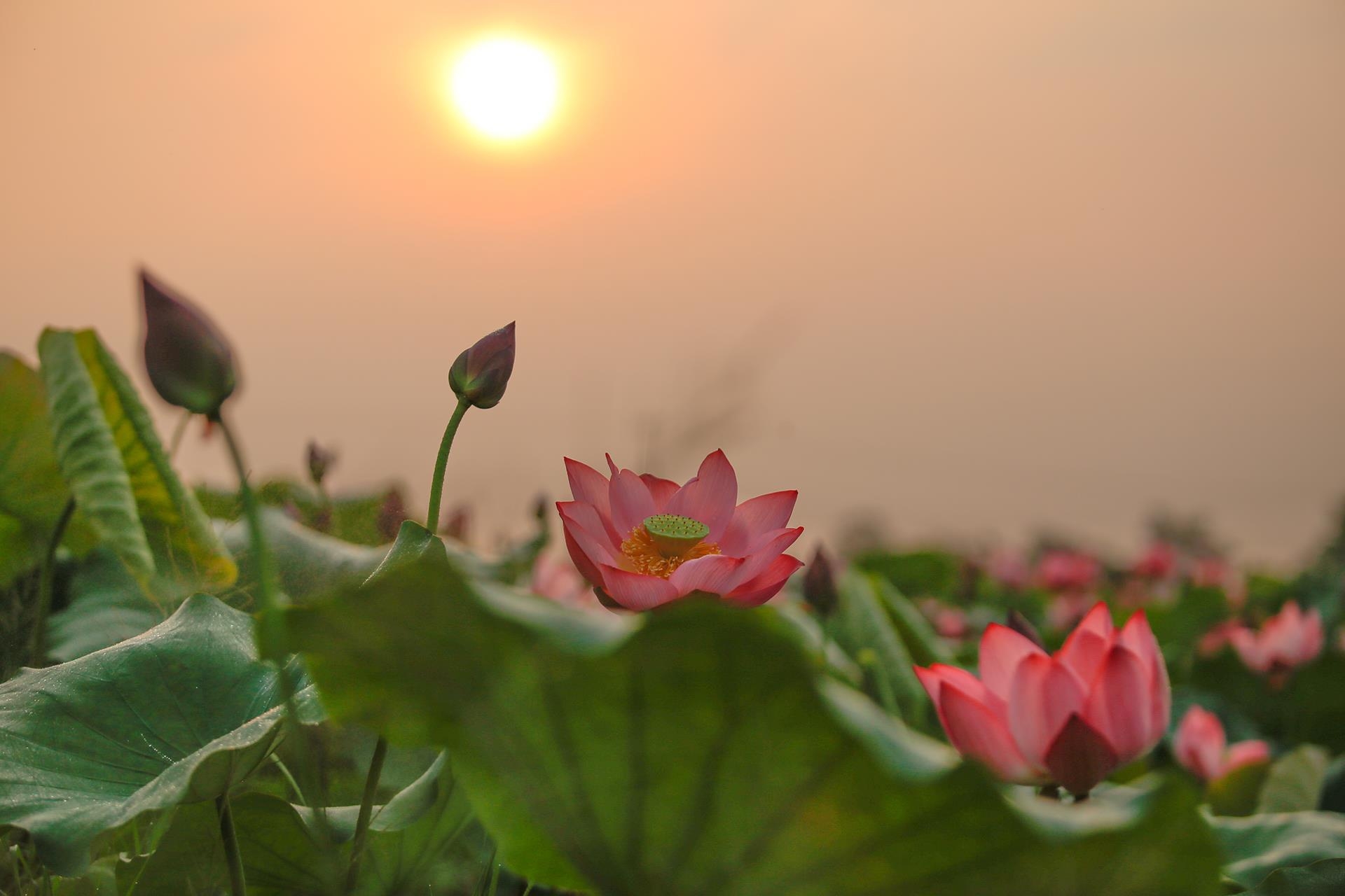 Lotus flowers color the charming Hue lotus flowers color the charming hue