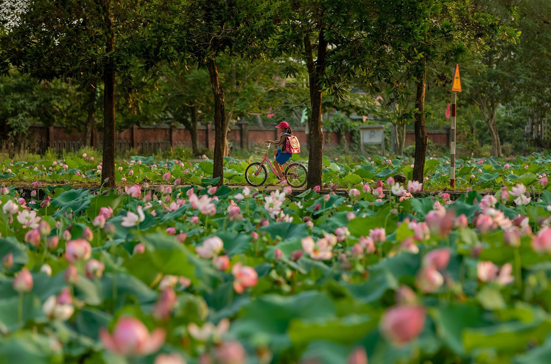 Lotus flowers color the charming Hue lotus flowers color the charming hue