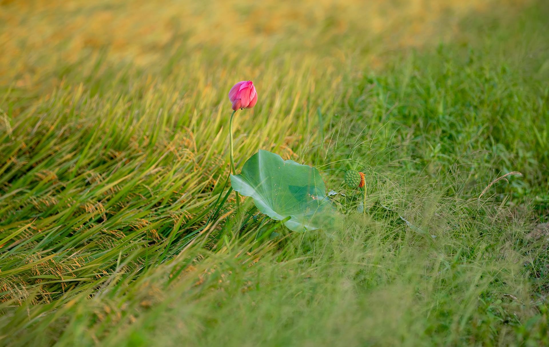 Lotus flowers color the charming Hue lotus flowers color the charming hue