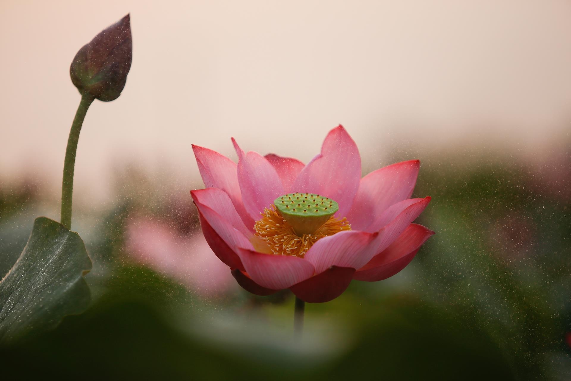 Lotus flowers color the charming Hue lotus flowers color the charming hue