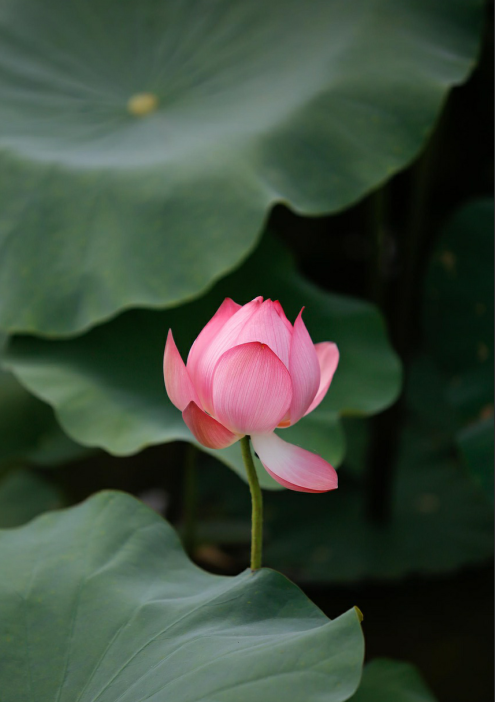 Lotus flowers color the charming Hue lotus flowers color the charming hue