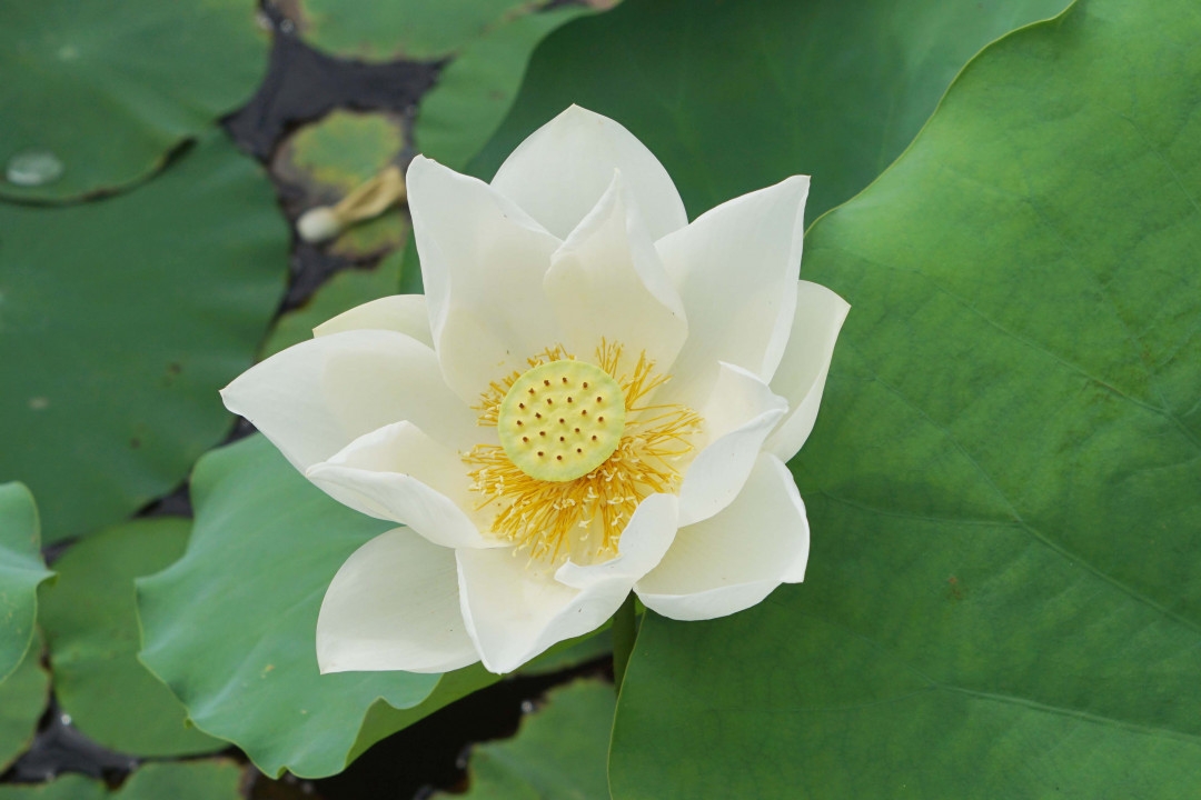 Lotus flowers color the charming Hue lotus flowers color the charming hue