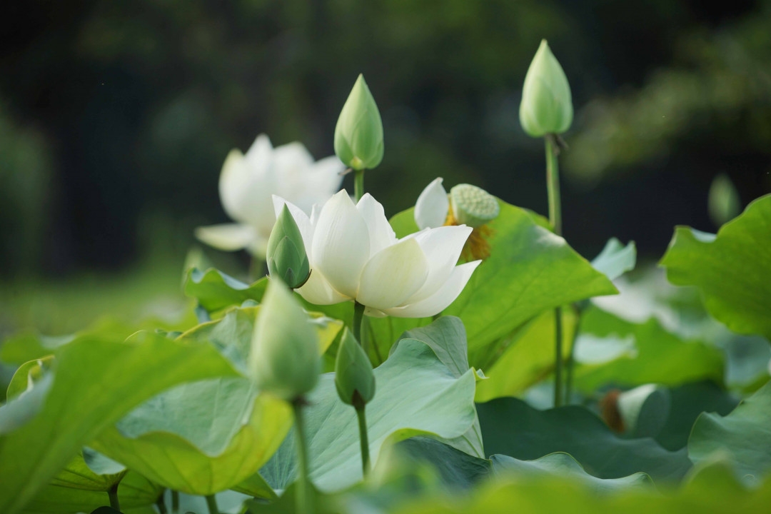 Lotus flowers color the charming Hue lotus flowers color the charming hue