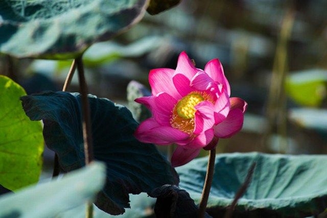 Lotus flowers color the charming Hue lotus flowers color the charming hue