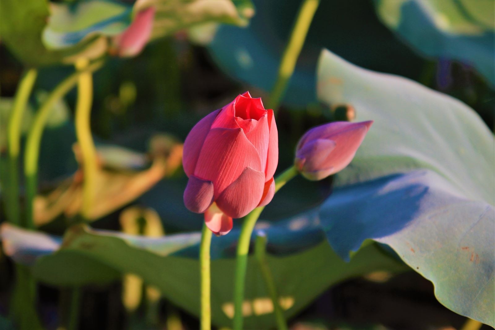 Lotus flowers color the charming Hue lotus flowers color the charming hue