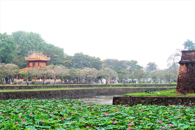 hue draws attentions with summer flower carpets