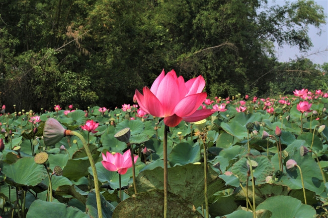 hue draws attentions with summer flower carpets